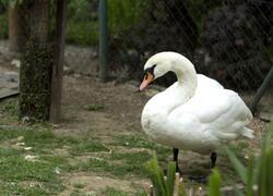 paraZOO Vlašim čáp černý