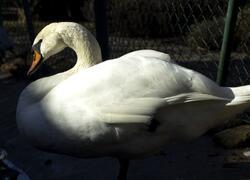 paraZOO Vlašim čáp černý