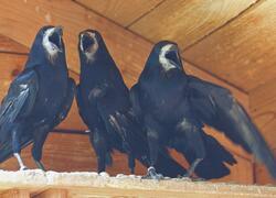 paraZOO Vlašim havran polní