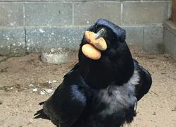 paraZOO Vlašim havran polní