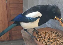 paraZOO Vlašim straka obecná