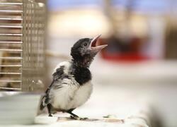 paraZOO Vlašim straka obecná