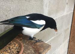 paraZOO Vlašim straka obecná