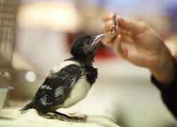 paraZOO Vlašim straka obecná