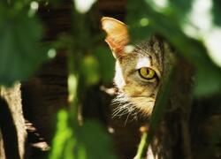 ČSOP Vlašim kočka divoká