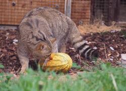 ČSOP Vlašim kočka divoká