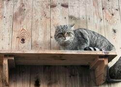 ČSOP Vlašim kočka divoká