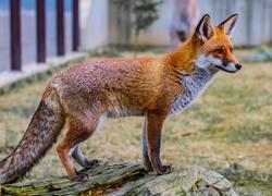 paraZOO Vlašim liška obecná