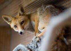 paraZOO Vlašim liška obecná