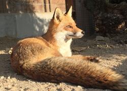 paraZOO Vlašim liška obecná