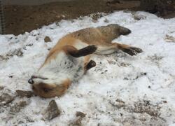 paraZOO Vlašim liška obecná