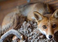 paraZOO Vlašim liška obecná