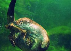 paraZOO Vlašim vydra říční