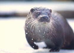 paraZOO Vlašim vydra říční