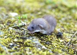 paraZOO Vlašim vydra říční