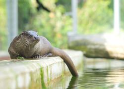 paraZOO Vlašim vydra říční