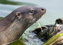 paraZOO Vlašim vydra říční