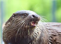 paraZOO Vlašim vydra říční