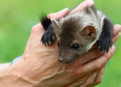 paraZOO Vlašim kuna skalní