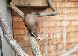 paraZOO Vlašim kuna skalní