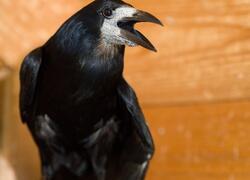 paraZOO Vlašim havran polní