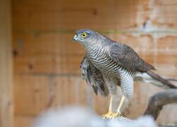 paraZOO Vlašim jestřáb lesní