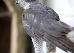 paraZOO Vlašim jestřáb lesní