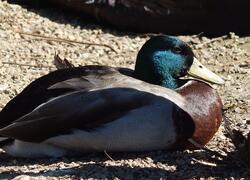 paraZOO Vlašim kachna divoká