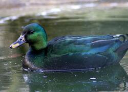 paraZOO Vlašim kachna smaragdová