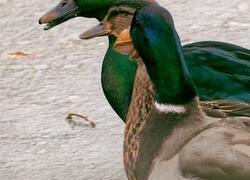 paraZOO Vlašim kachna smaragdová