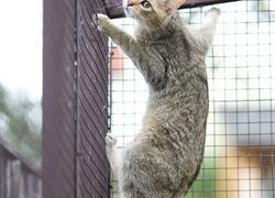 ČSOP Vlašim kočka divoká