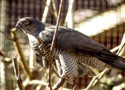 paraZOO Vlašim krahujec obecný