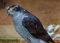 paraZOO Vlašim krahujec obecný