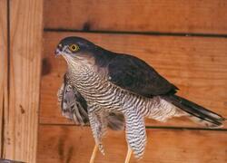 paraZOO Vlašim krahujec obecný