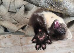 paraZOO Vlašim kuna lesní