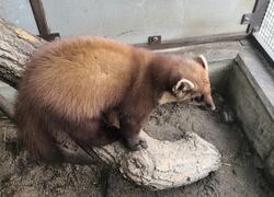 paraZOO Vlašim kuna lesní