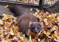 paraZOO Vlašim kuna lesní