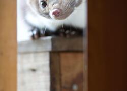 paraZOO Vlašim kuna skalní