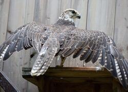 paraZOO Vlašim luňák červený