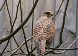 paraZOO Vlašim poštolka obecná
