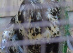 paraZOO Vlašim raroh velký