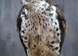 paraZOO Vlašim včelojed lesní