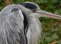 paraZOO Vlašim volavka popelavá