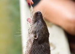 paraZOO Vlašim vydra říční