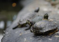 paraZOO Vlašim želva nádherná