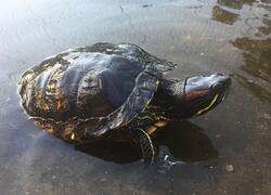 paraZOO Vlašim želva nádherná