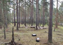 ČSOP Vlašim obnovuje lesní pastvu na pomoc vzácné rostliny