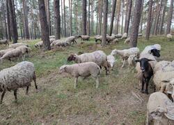 ČSOP Vlašim obnovuje lesní pastvu na pomoc vzácné rostliny