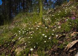 Dolnokralovické hadce