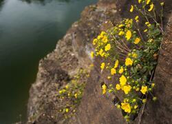 Dolnokralovické hadce